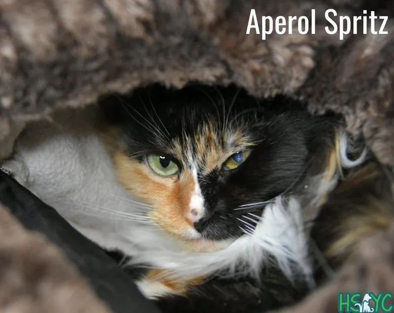 Aperol Spritz