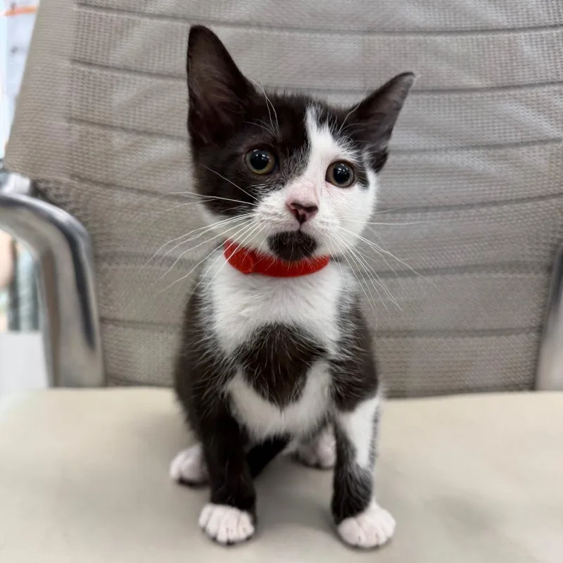 A baby small-sized female Black Domestic Short Hair cat named Ella for adoption in Marshall, VA