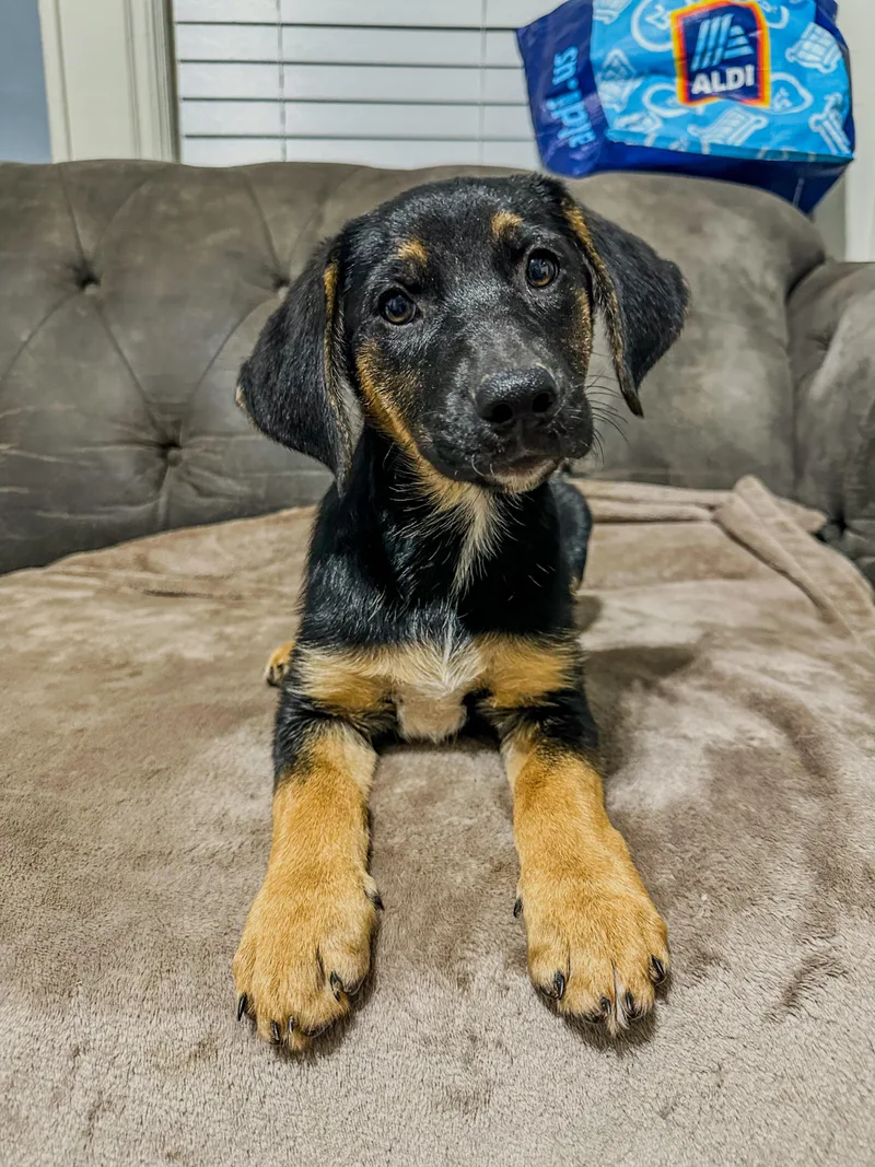 A baby large-sized female German Shepherd Dog dog named Coraline Grace for adoption in Charleston , WV