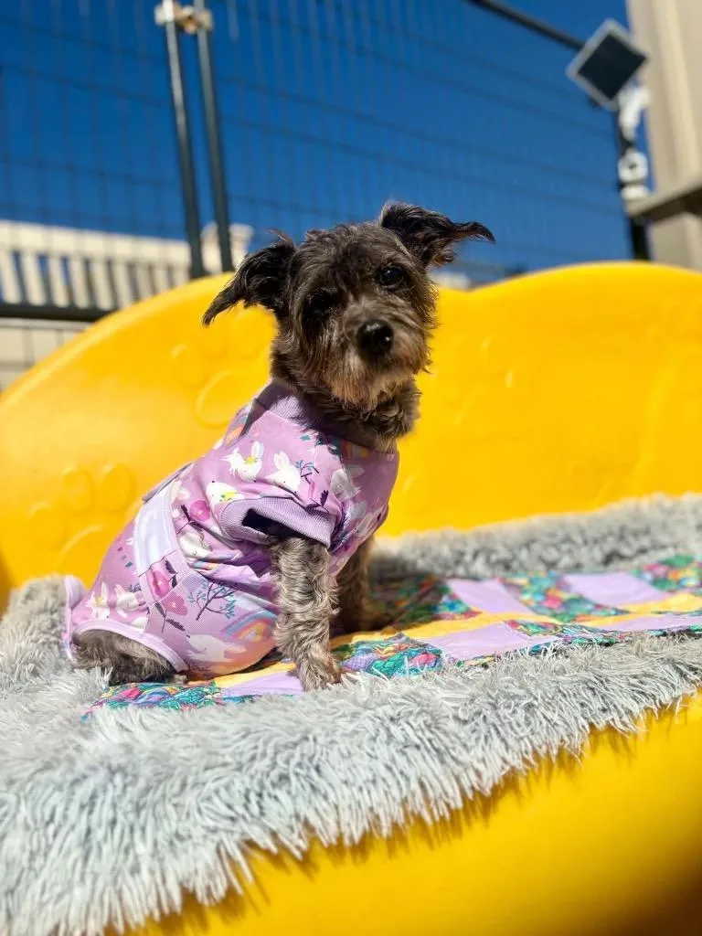 A senior small-sized female Jack Russell Terrier dog named Shadow for adoption in Liverpool, NY