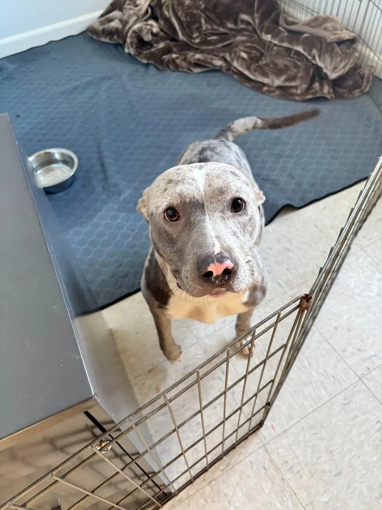 An adult large-sized female Pit Bull Terrier dog named Biscuit for adoption in Brookings, OR