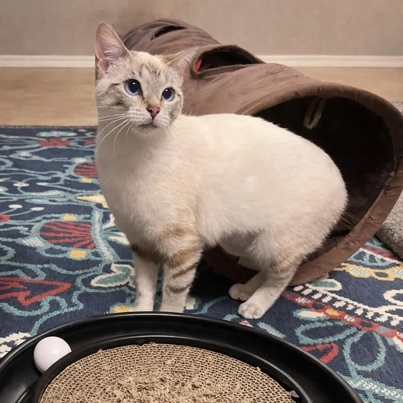 Clytie — Effortlessly Beautiful thumbnail 2