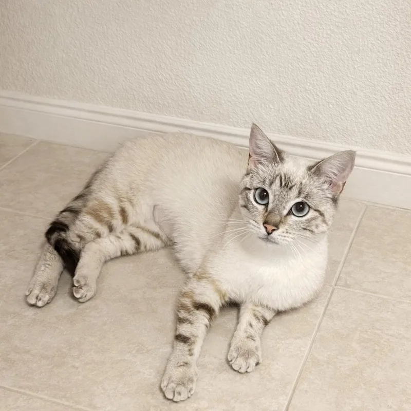 Clytie — Effortlessly Beautiful thumbnail 3