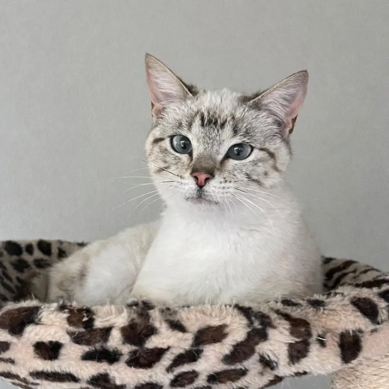 Clytie — Effortlessly Beautiful thumbnail 6