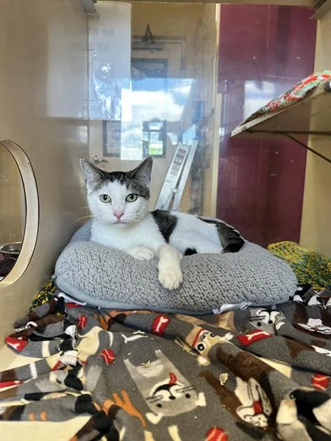 A young medium-sized female Domestic Short Hair cat named Doja for adoption in Frisco, CO