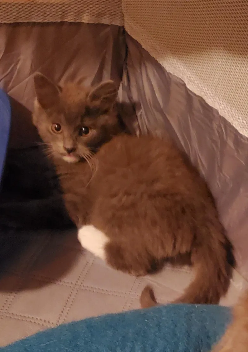 A baby small-sized female Gray & White Domestic Long Hair cat named Lassie for adoption in Avalon, CA