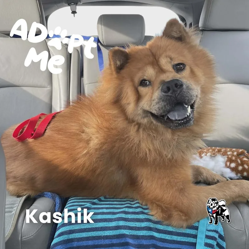 Kashik Aka Kash