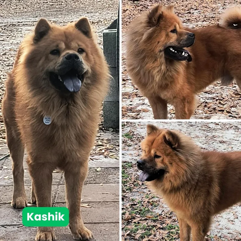 Kashik Aka Kash thumbnail 2