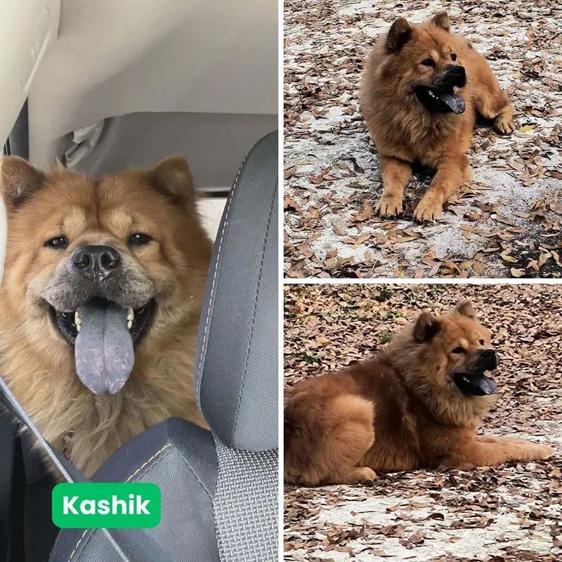 Kashik Aka Kash thumbnail 3