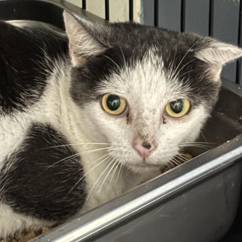 An adult small-sized male White Domestic Short Hair cat named Milton for adoption in Columbus, NC