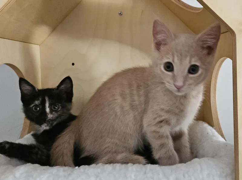 A baby medium-sized male Buff / Tan / Fawn Domestic Short Hair cat named Pete & Poppy for adoption in Fort Mill, SC