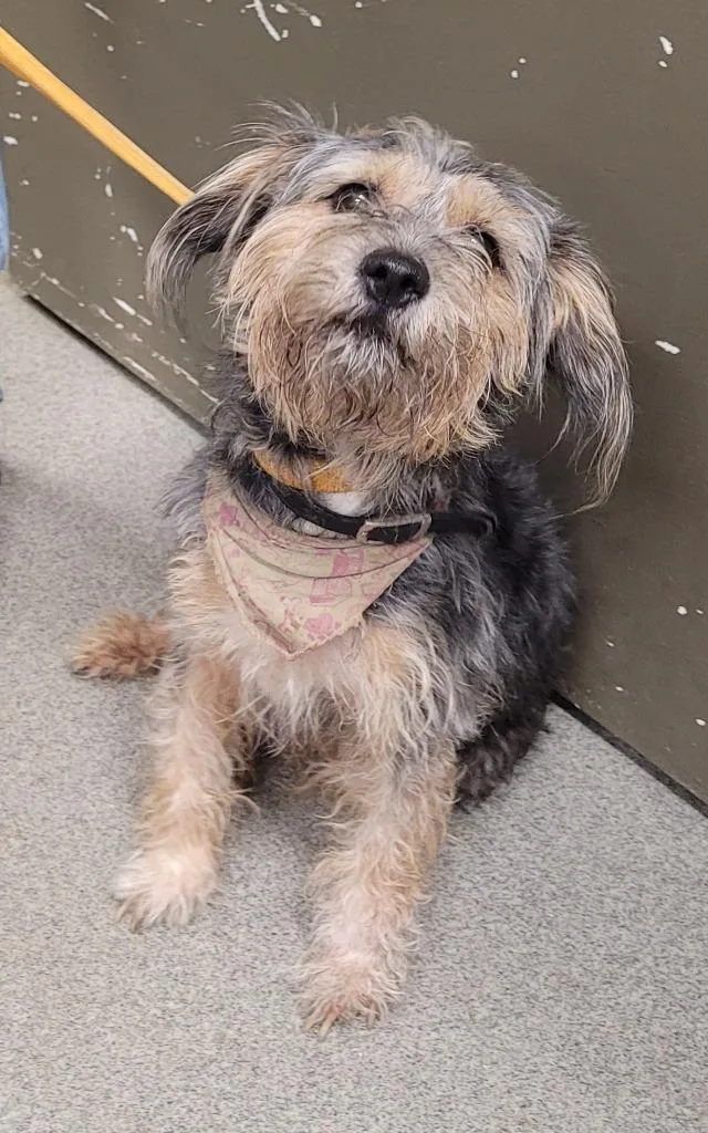 A young medium-sized male Terrier dog named Underdog for adoption in Hopkinsville, KY
