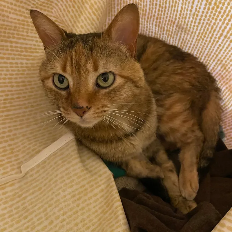 Rhea Sunshine thumbnail 4