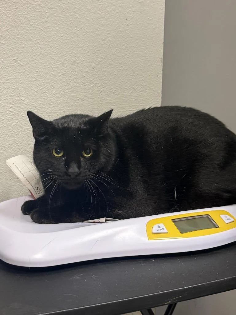 An adult medium-sized male Domestic Short Hair cat named Jiji for adoption in Sorrento, LA