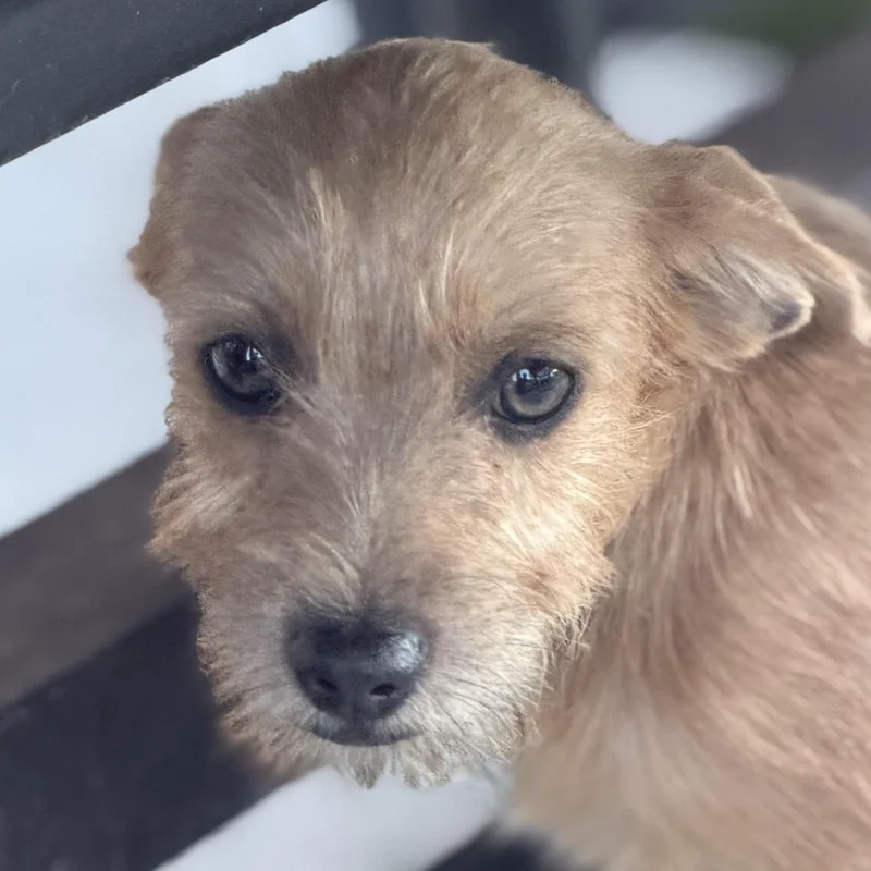 Mr. Cutie Pie Charles thumbnail 2