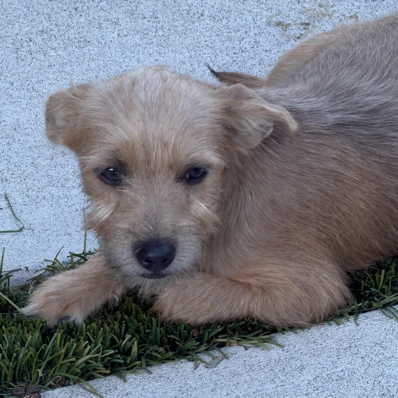 Mr. Cutie Pie Charles thumbnail 3