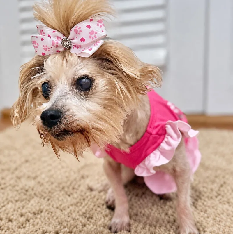 An adult small-sized female Maltese dog named Ella for adoption in Grand Bay, AL