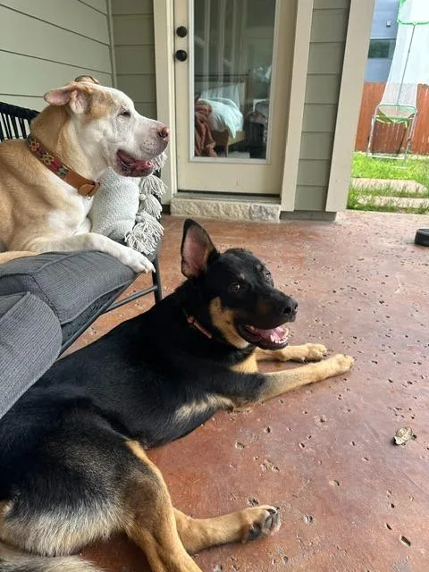 A young large-sized male German Shepherd Dog dog named Hart for adoption in Pflugerville, TX