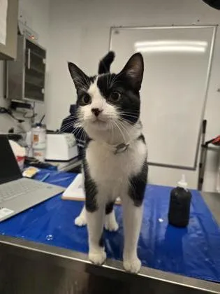 An adult medium-sized female Domestic Short Hair cat named Whatever for adoption in West Chester, PA