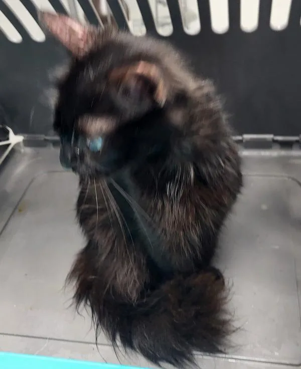 An adult medium-sized female Domestic Short Hair cat named Nf Nona for adoption in Lawrenceville, GA