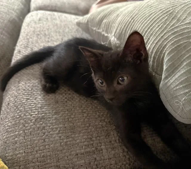A baby small-sized male Domestic Short Hair cat named Chococat for adoption in Sacramento, CA