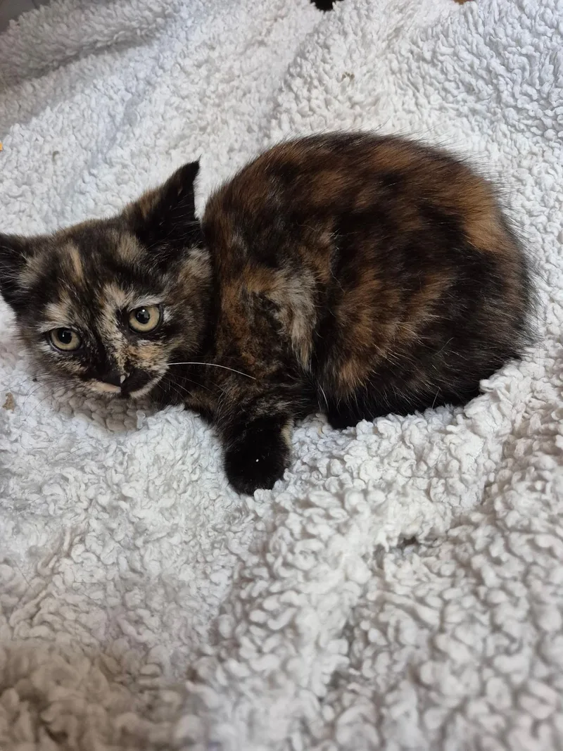 A young medium-sized female Tortoiseshell Domestic Short Hair cat named Amy for adoption in Philadelphia, PA