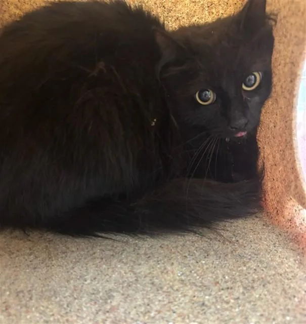 A young small-sized female Domestic Long Hair cat named Blacky for adoption in Lancaster, CA