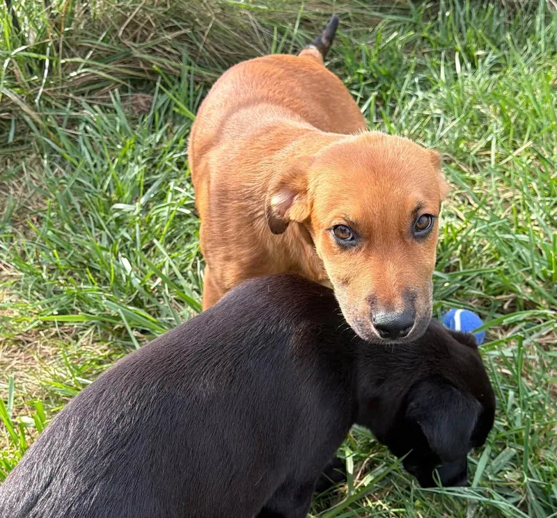 A baby medium-sized male Labrador Retriever dog named Lochlan for adoption in Germantown, OH