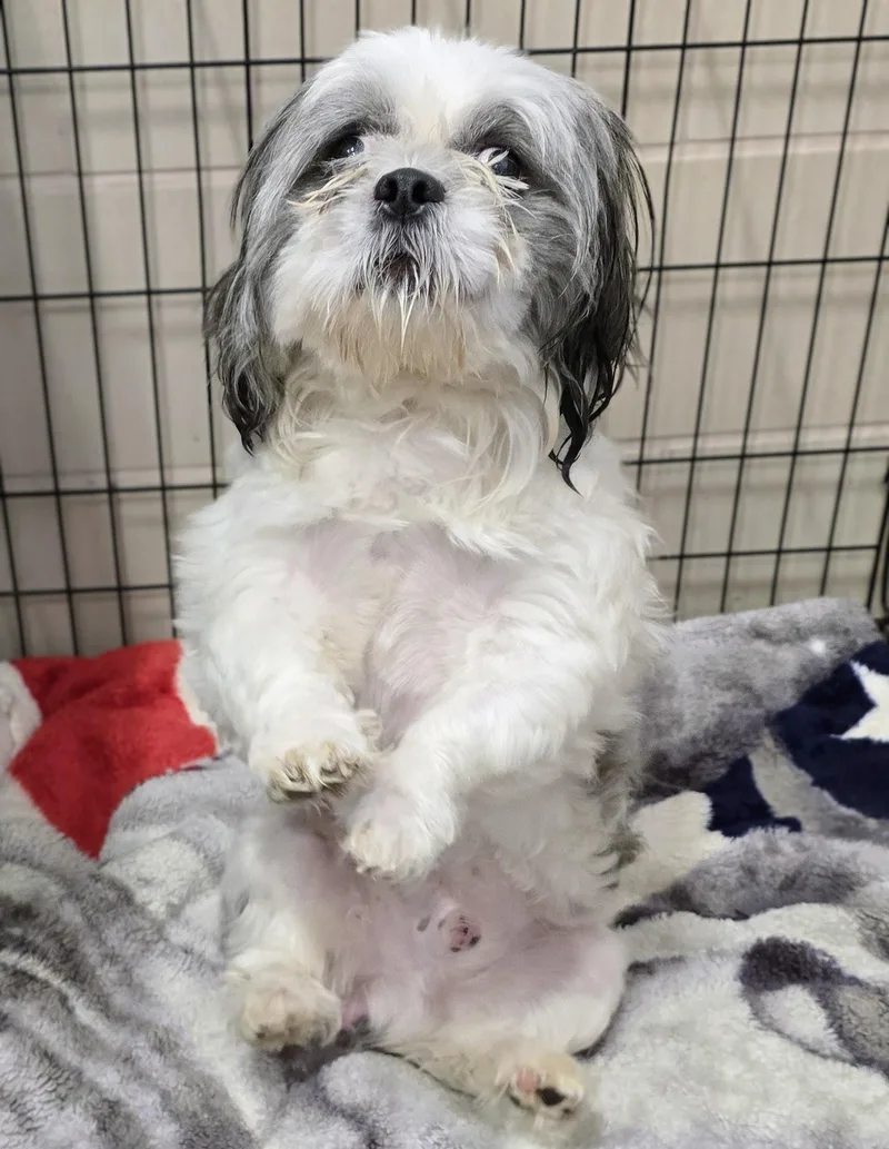 An adult small-sized male White / Cream Shih Tzu dog named 26-469 for adoption in Amityville, NY