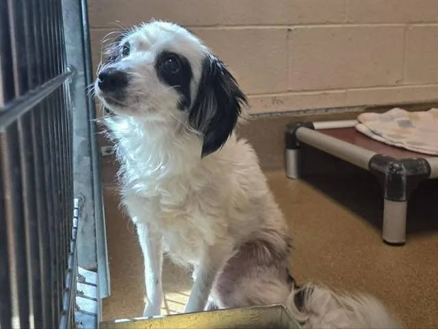 An adult small-sized female Terrier dog named Oyster for adoption in Martinez, CA