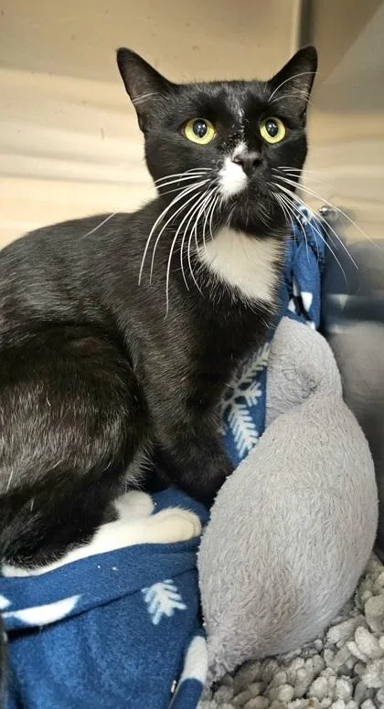 An adult small-sized male Domestic Short Hair cat named Acorn for adoption in Phoenix, AZ