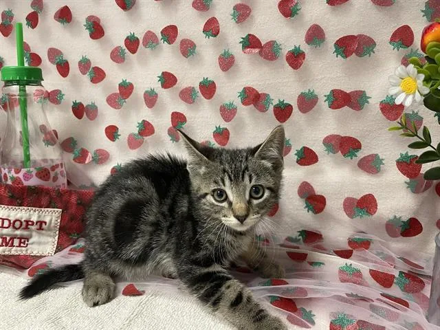 A baby small-sized male Domestic Short Hair cat named Michelangelo for adoption in Fairfield, CA
