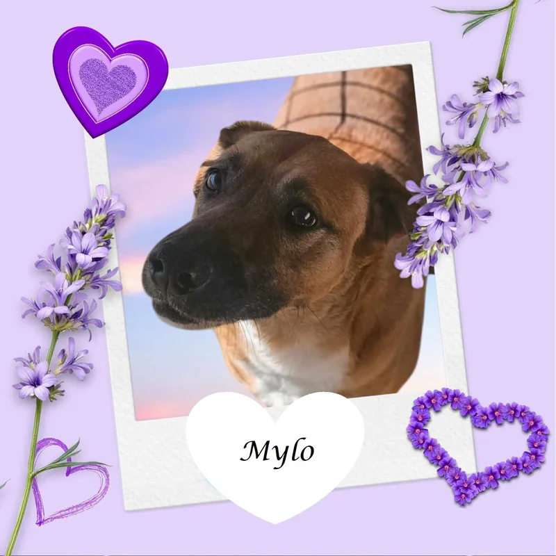 Mylo thumbnail 4
