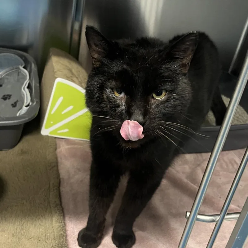An adult medium-sized male Black Domestic Short Hair cat named Jack for adoption in Hinsdale, IL