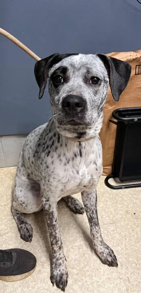 An adult medium-sized female Cattle Dog dog named Ziah for adoption in Virginia, MN