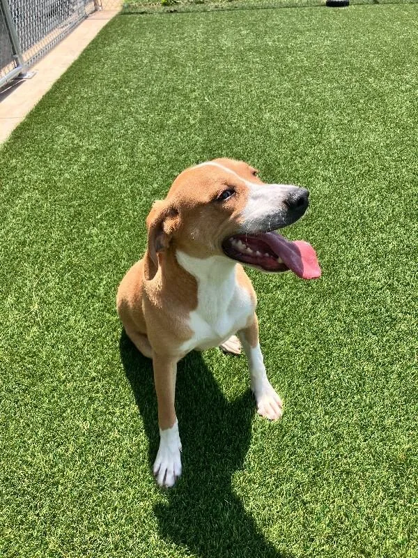 An adult medium-sized male Yellow / Tan / Blond / Fawn Mixed Breed dog named Caesar for adoption in Jackson, TN