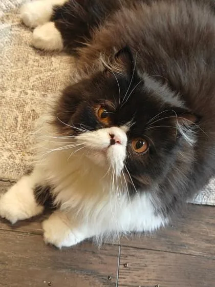 A young medium-sized male Persian cat named Gatito for adoption in Fort Worth, TX