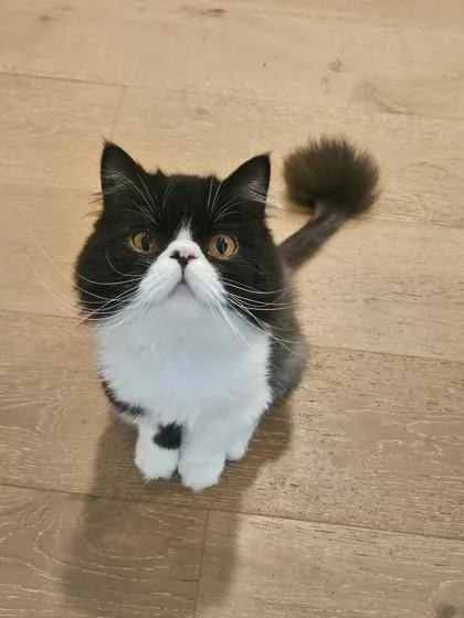Gatito thumbnail 2
