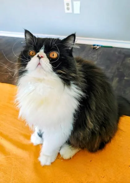 Gatito thumbnail 3