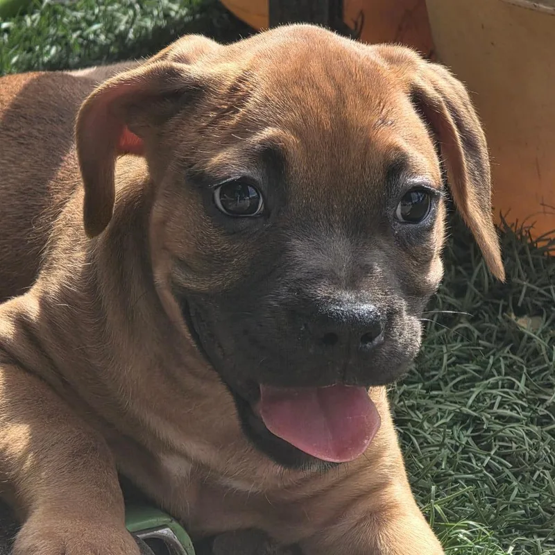 Marmalade Dd