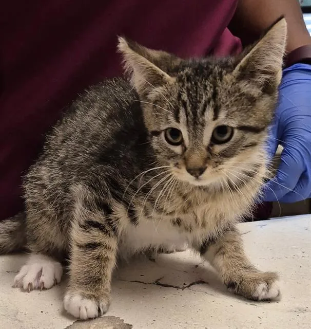 A baby small-sized male Domestic Short Hair cat named Sir Whiskers for adoption in Lodi, CA