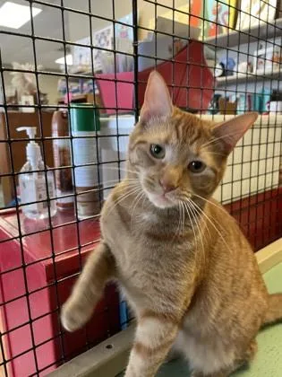 A young large-sized female Domestic Short Hair cat named Aspen for adoption in River Ridge, LA