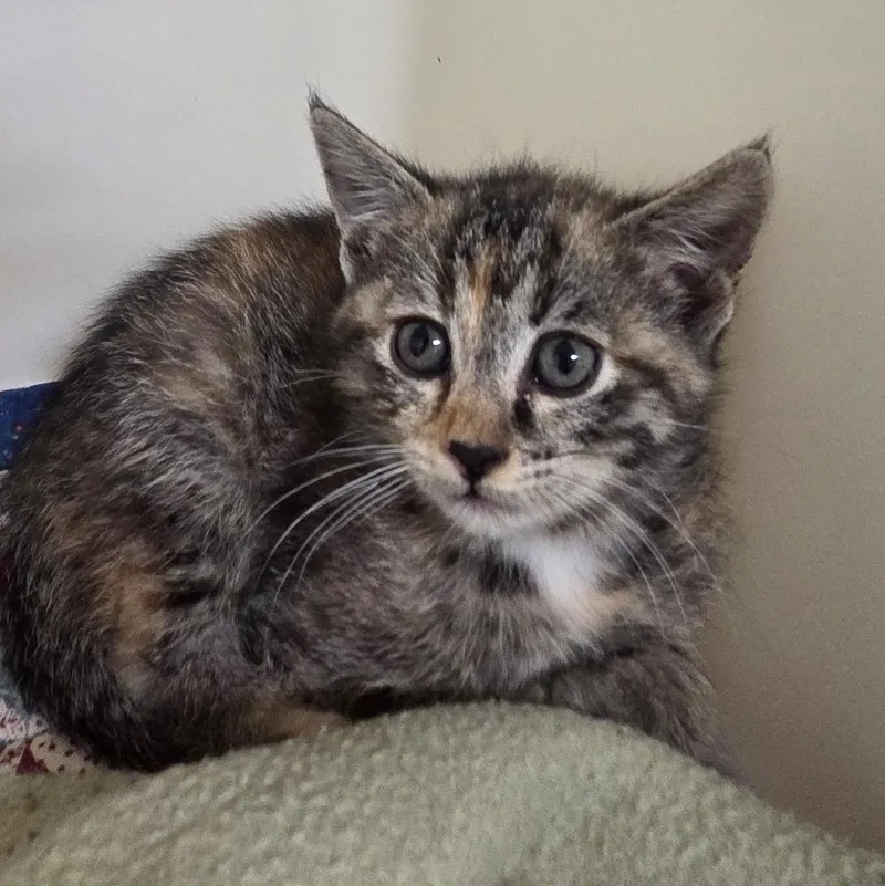 A baby small-sized female Torbie Domestic Short Hair cat named Harper for adoption in Spencer, IA