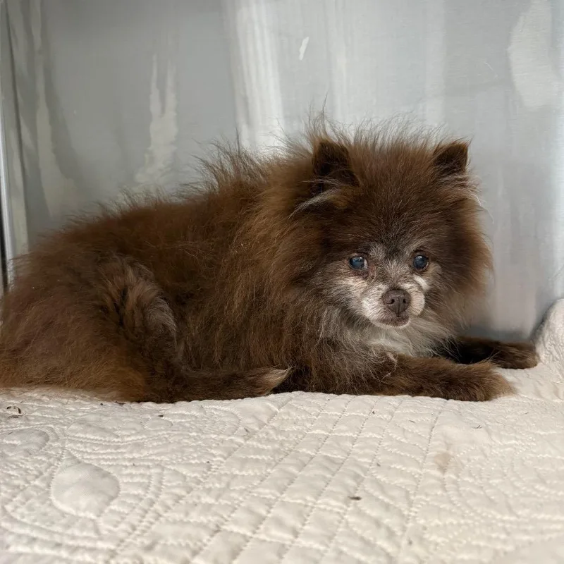 A senior small-sized male Brown / Chocolate Pomeranian dog named Arctos for adoption in Lake Panasoffkee, FL