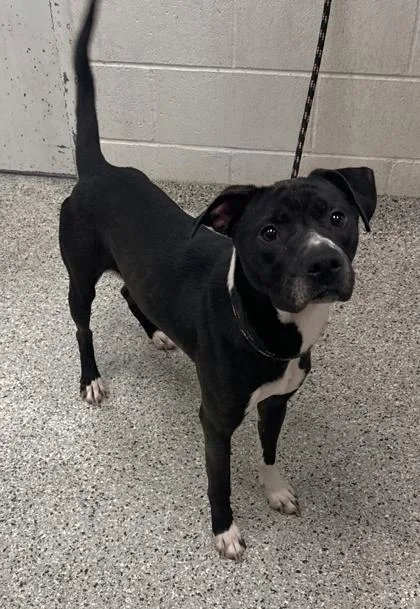 An adult large-sized male Black Mixed Breed dog named Tux for adoption in Kansas City, MO