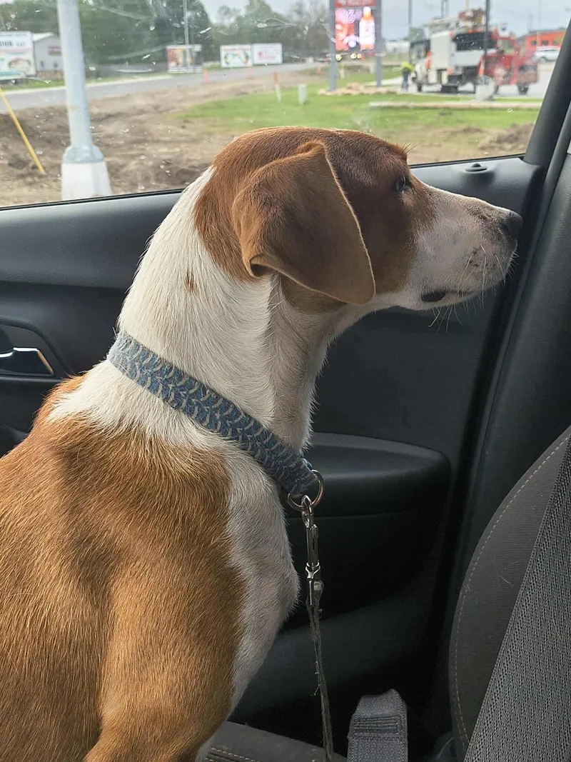 An adult medium-sized female Jack Russell Terrier dog named Ellie for adoption in Stover, MO