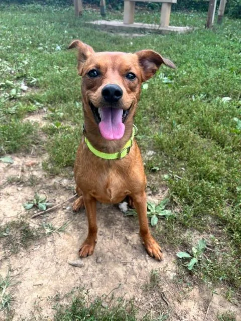 A young medium-sized female Hound dog named Augusta for adoption in Bloomington, IN