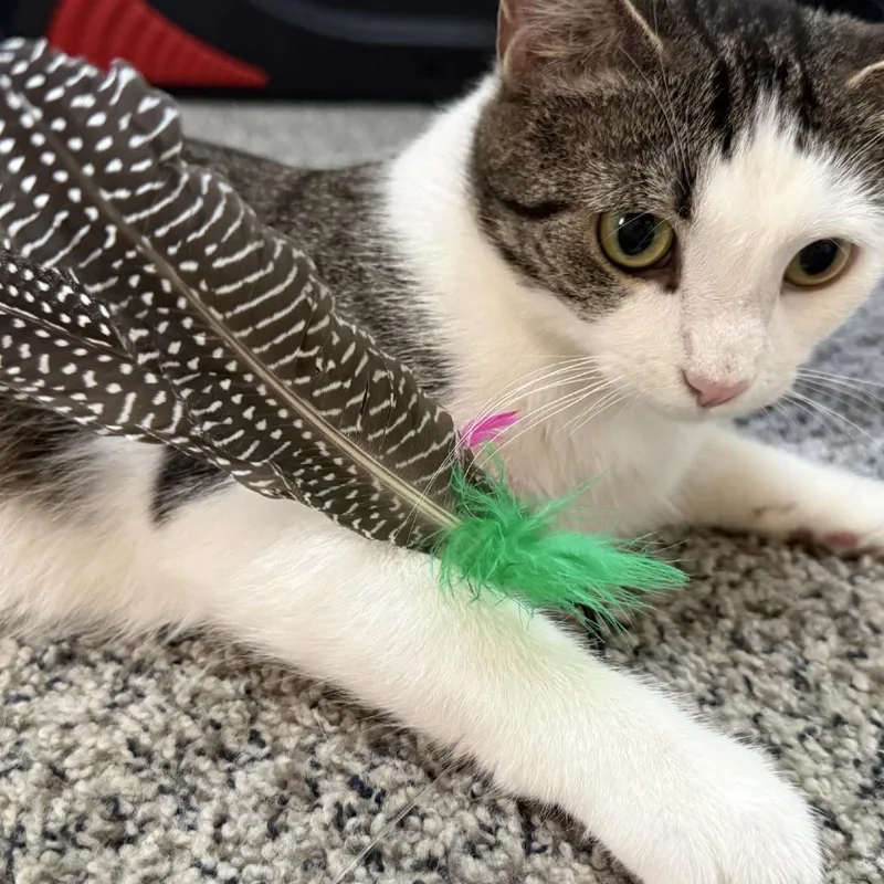 An adult medium-sized female White Domestic Short Hair cat named Lassie for adoption in Pittsburgh, PA