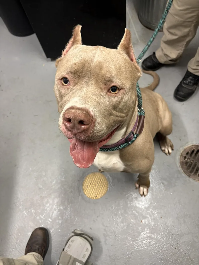 An adult extra large-sized female American Bully dog named Reina for adoption in Ashland, VA