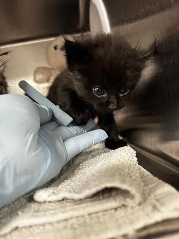 A baby small-sized male Domestic Short Hair cat named Ron for adoption in San Martin, CA